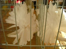 DSCN0406