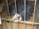 DSCN0409