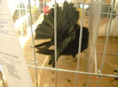 DSCN0414