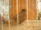 DSCN0423