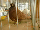 DSCN0427