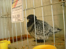 DSCN0432
