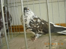 DSCN0456