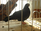 DSCN0520