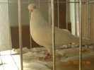 DSCN0527