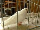 DSCN0528
