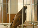 DSCN0529