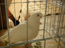 DSCN0533