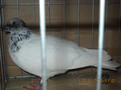 DSCN0545