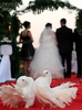 porumbei-albi-pentru-nunti