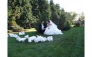 porumbei-albi-nunti
