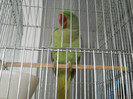 Picture 526