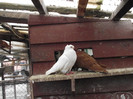 POZE DECEMBRIE 2012 573