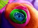 trandafir multicolor wallpapers desktop