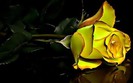 trandafirul_galben