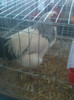 Picture 064