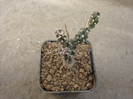 Cylindropuntia rosea (DC.) Backeb.1958