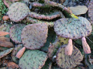 Opuntia compressa J.F. Macbr.1922