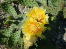 Opuntia cymochila  Engelm. & J.M. Bigelow  1856