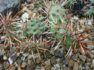 Opuntia erinacea var. utahensis (Engelm.) L.D. Benson 1969