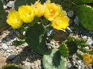 Opuntia humifusa  (Raf.) Raf.1830