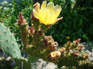 Opuntia aciculata Griffiths 1916.