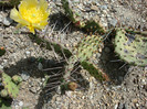 Opuntia macrorhiza var. riograndensis