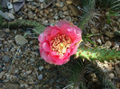 Opuntia macrorhiza      Engelm.1850