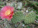 Opuntia macrorhiza     Engelm.1850
