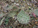 Opuntia macrorhiza var. riograndensis