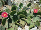 Opuntia macrorhiza Engelm.1850