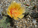 Opuntia macrorhiza var. riograndensis