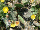 Opuntia macrorhiza var. riograndensis