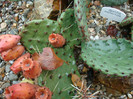 Opuntia macrorhiza Engelm.1850