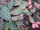 Opuntia macrorhiza subsp. macrorhiza (Engelm.) L.D. Benson  1950.