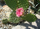 Opuntia macrorhiza subsp. pottsii   (Salm-Dyck) U. Guzmán & Mandujano
