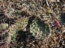 Opuntia macrorhiza var. riograndensis