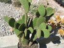 Opuntia microdasys ssp. rufida (Engelm.) U. Guzm