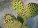 Opuntia microdasys ssp. rufida (Engelm.) U. Guzm