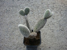 Opuntia microdasys var. albispina  Fobe 1931