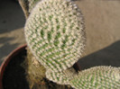 Opuntia microdasys var. albispina Fobe 1931