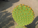 Opuntia microdasys var. laevior  Salm-Dyck 1849