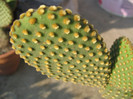 Opuntia microdasys var. laevior Salm-Dyck 1849