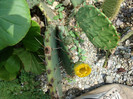 Opuntia orbiculata   Salm-Dyck ex Pfeiff.1837