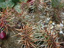Opuntia polyacantha Haw. 1819 Origine SUA; Madison Co., Montana 1600m...-45C