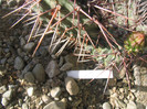 Opuntia polyacantha Haworth
