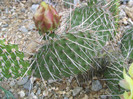 Opuntia polyacantha v. erinacea  (Engelm. & J.M.Bigelow) B.D.Parfittvar.