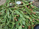 Opuntia pumila Rose 1908