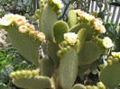 Opuntia scheerii   F.A.C. Weber  1898