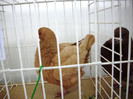 EXPO- AEO 2013 040